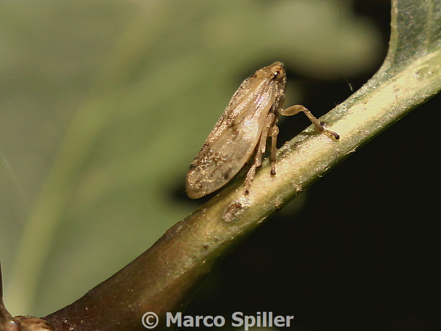 Aphrophoridae: Aphrophora...Philaenus ?